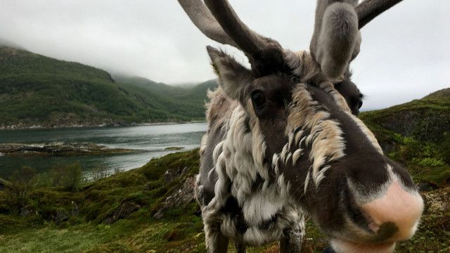 Expeditionen: Ausgerechnet Norwegen - Leben zwischen Fjorden und Gletschern