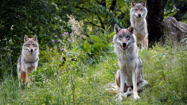 Erlebnis Österreich: Tierische Augenblicke - Eine Reise durch Oberösterreich Tiergärten