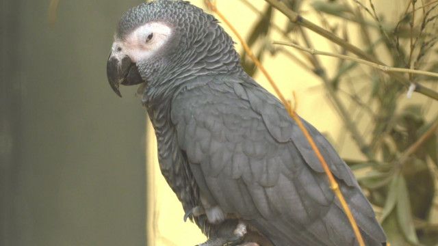 Tolle Tiere vom 26.09.2024