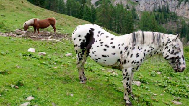 Heimat Österreich: Leben im Lesachtal