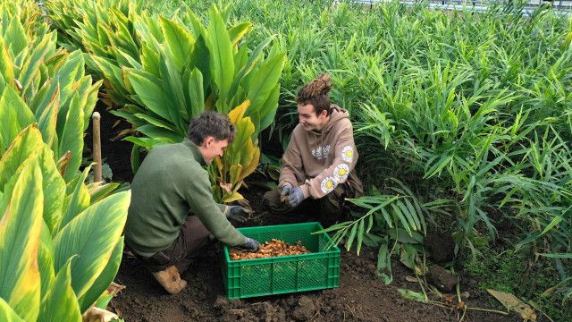 Österreich-Bild aus dem Landesstudio Steiermark: Rezeptfrei - Die Apotheke im Gemüsegarten
