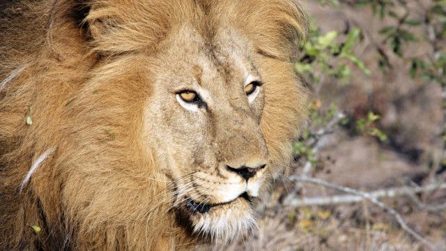 Expeditionen: Juwel der Elefantenküste - Afrikas Wunderland Isimangaliso