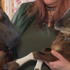 Lamm „Hope“ wächst in Wohnzimmer auf