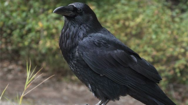 Tolle Tiere vom 24.06.2025