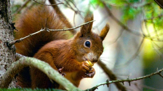 Universum: Geheimnisvolle Eichhörnchen