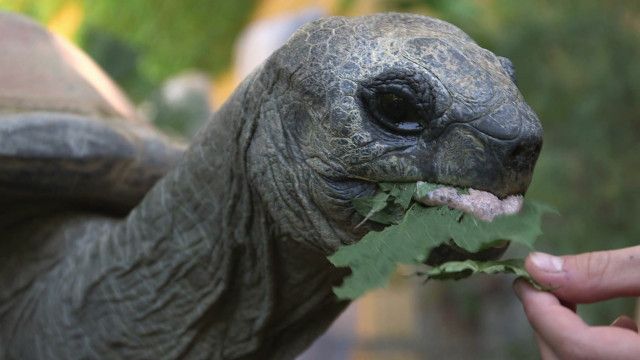 Tolle Tiere vom 17.10.2024