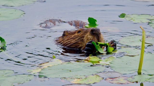 Universum: Hudson River - Der Fluss zwischen Wildnis und Skyline