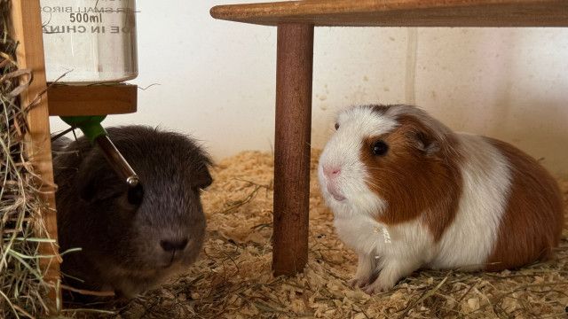 Mini Spezial: Haustier Meerschweinchen