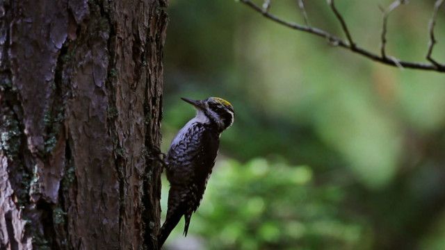 Tolle Tiere vom 09.07.2024