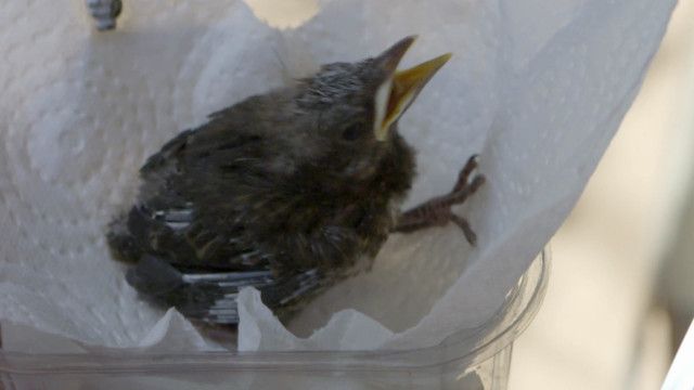 Tolle Tiere vom 02.08.2024