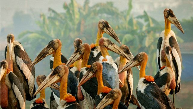 Expeditionen: Brahmaputra - Der große Fluss vom Himalaya 3/3