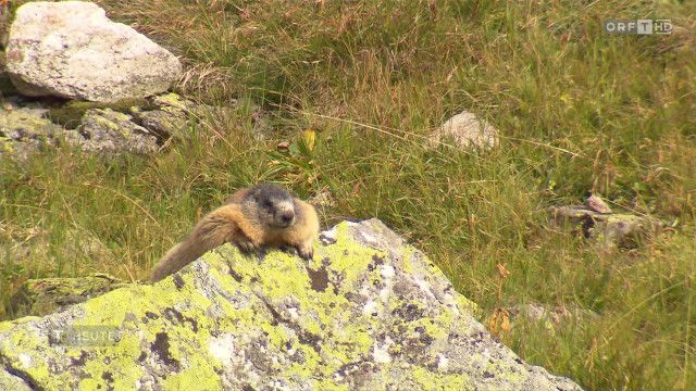 Tirol heute vom 15.03.2026