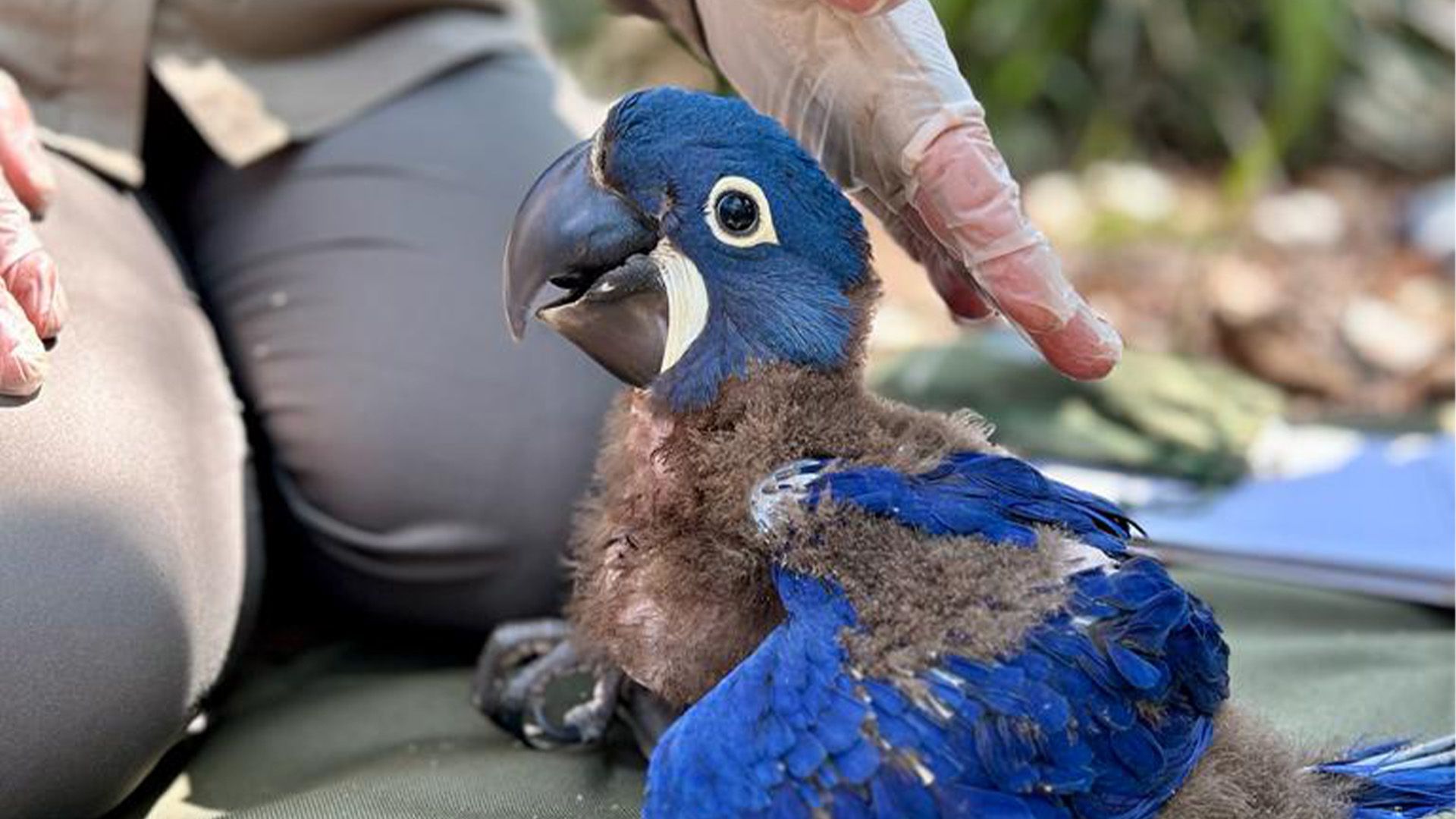Brasilien - Neue Hoffnung für die Hyazintharas