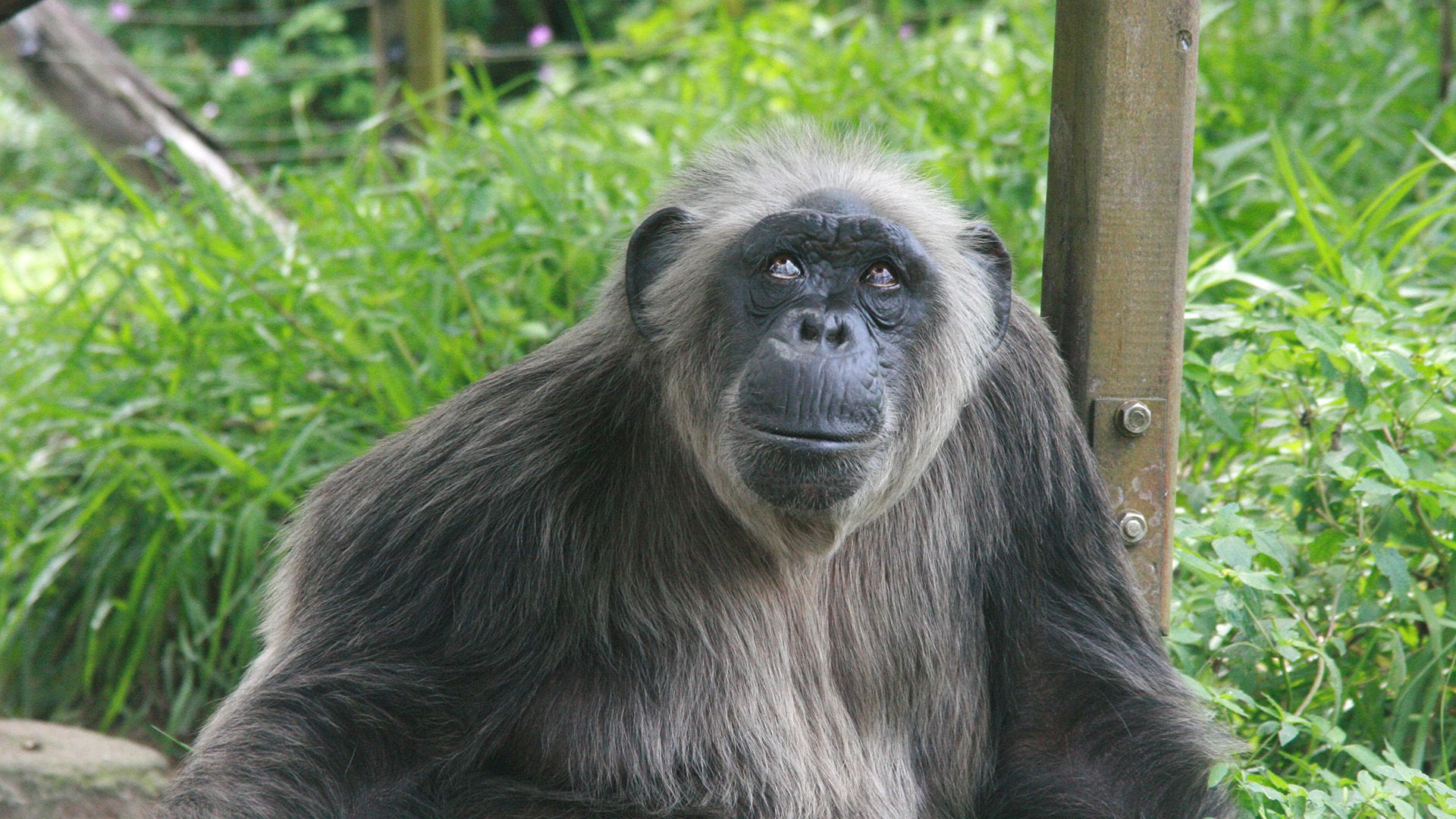 Der Kampf der Alphamännchen