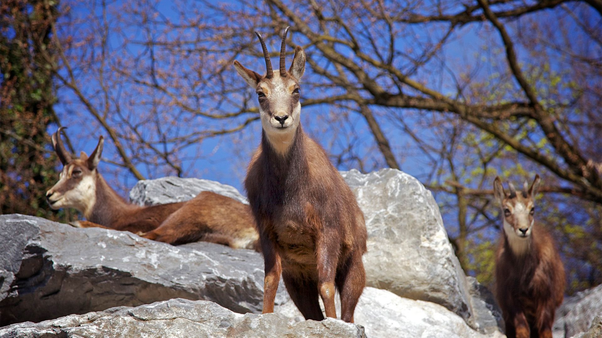 Vom Engadin zum Zürichsee