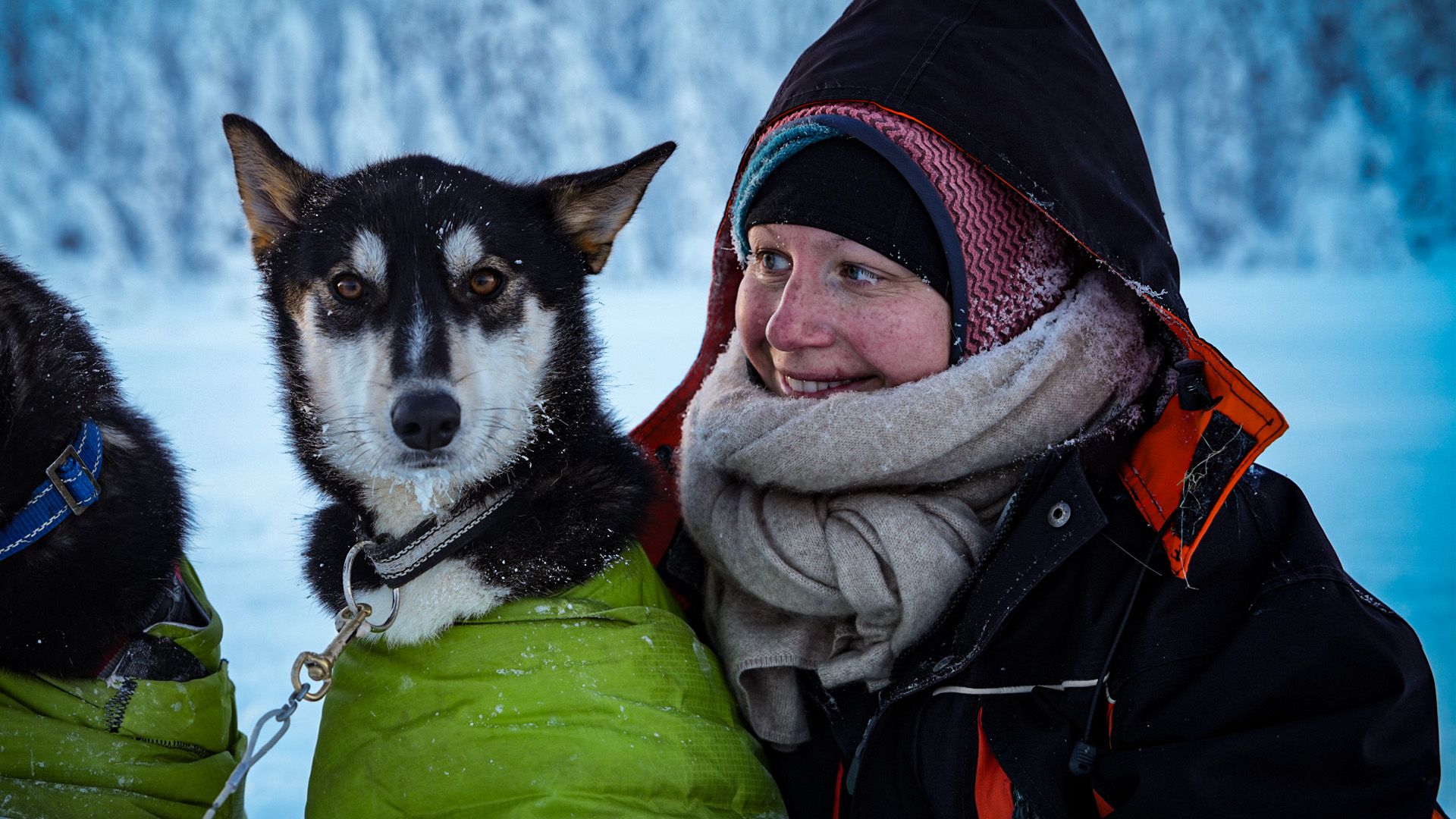 Lappland Extrem: Mit dem Hundeschlitten durch Schweden