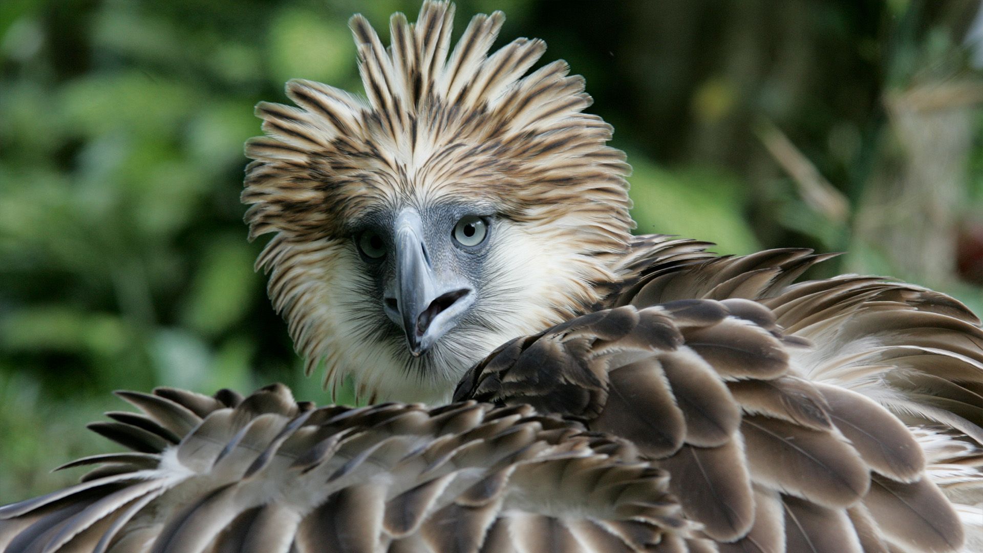 Philippinen - Rendezvous mit einem Adler
