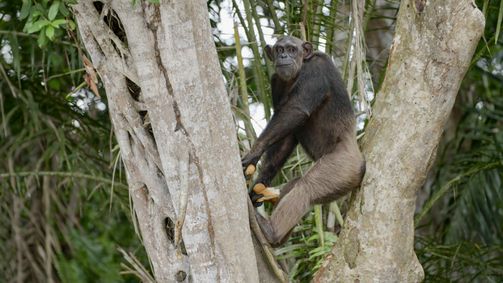 Schimpansen im Kongo mit Jane Goodall Schimpansen im Kongo mit Jane Goodall - Staffel 2 Folge 5: Countdown zur Freiheit