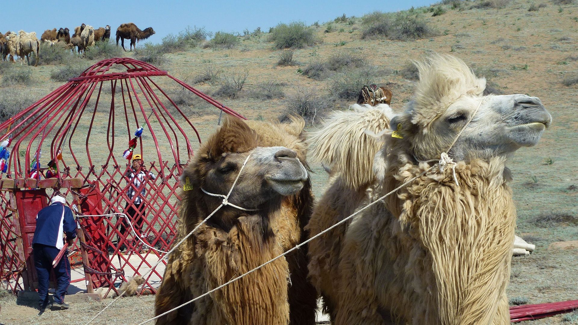 Kamelmilch, Kasachstans Wundermedizin