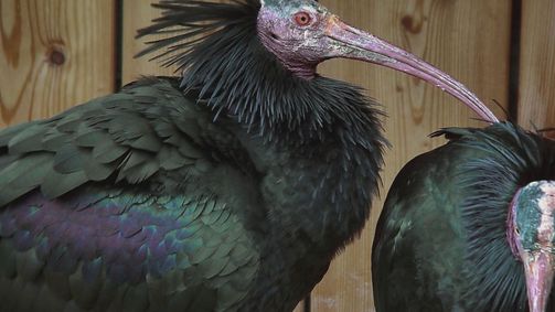 Rund um den Globus Rund um den Globus - Staffel 5 Folge 7: Die Reise der Waldrappe
