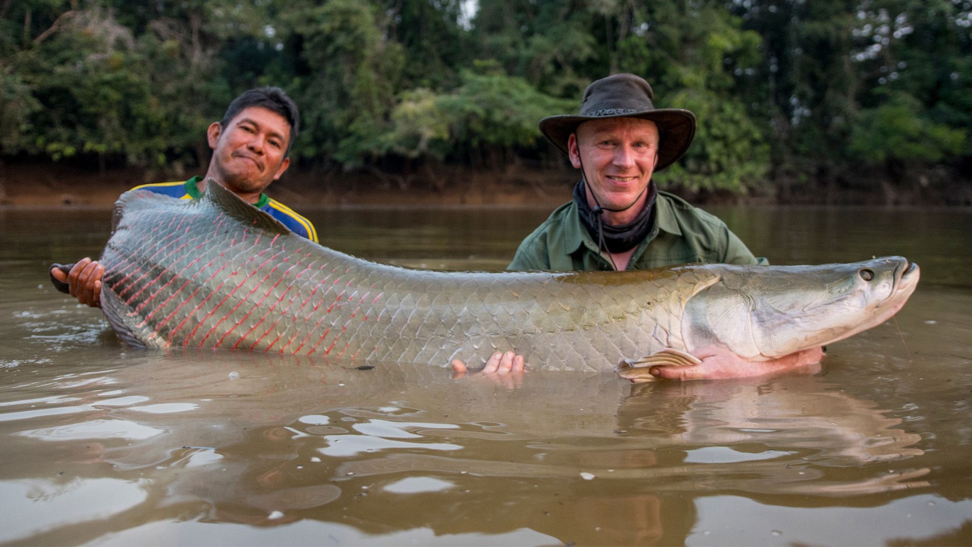 Arapaima - King of the Jungle!