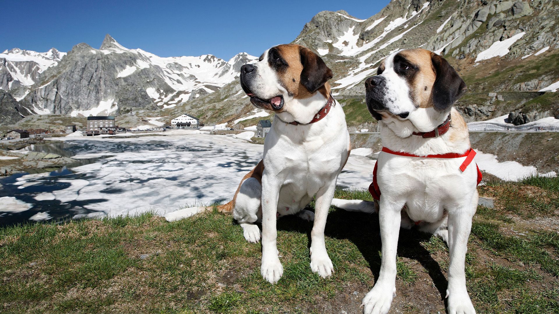 St. Bernhard - Von Menschen und Hunden