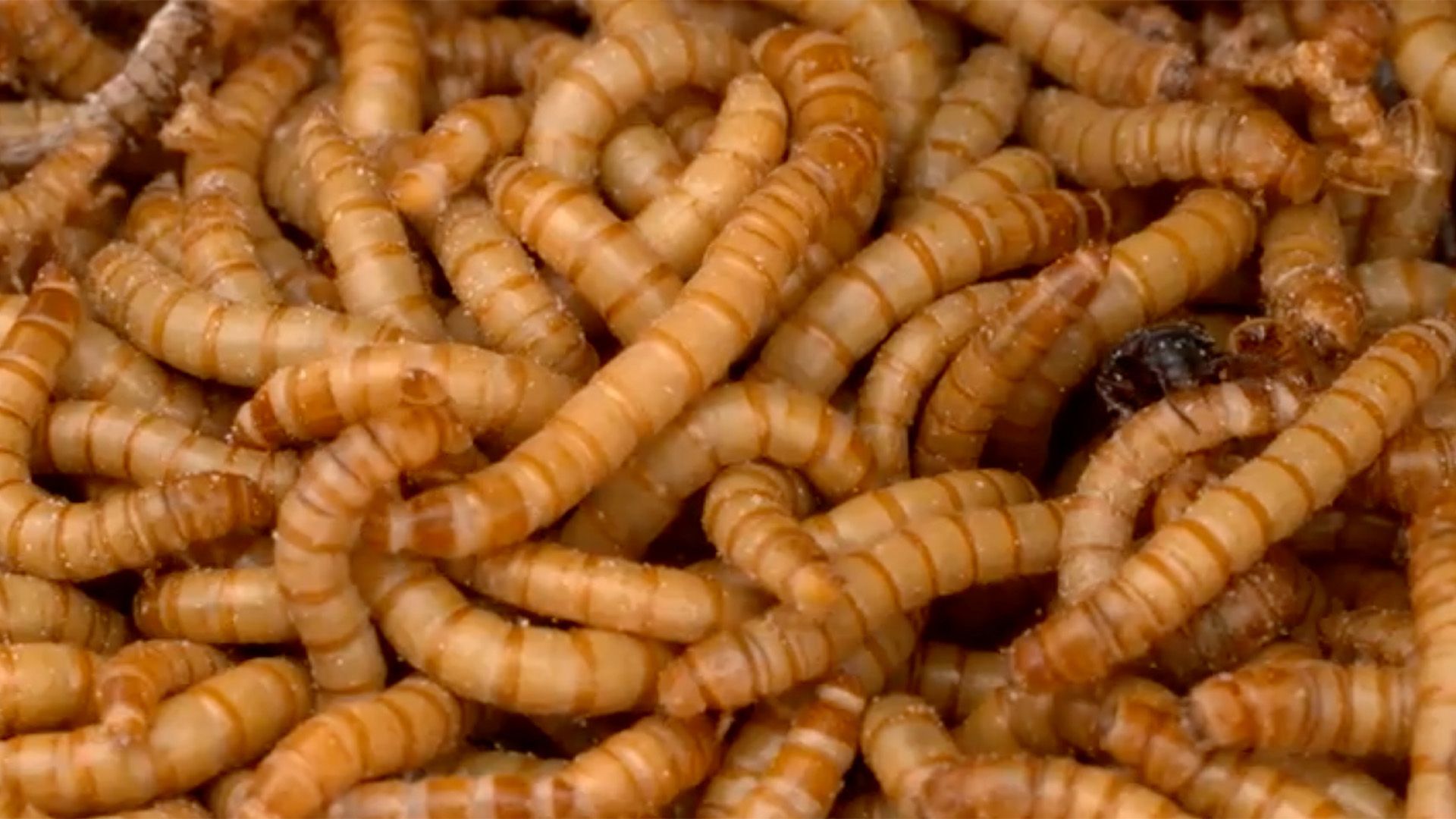 Insekten, unser Speiseplan für morgen?