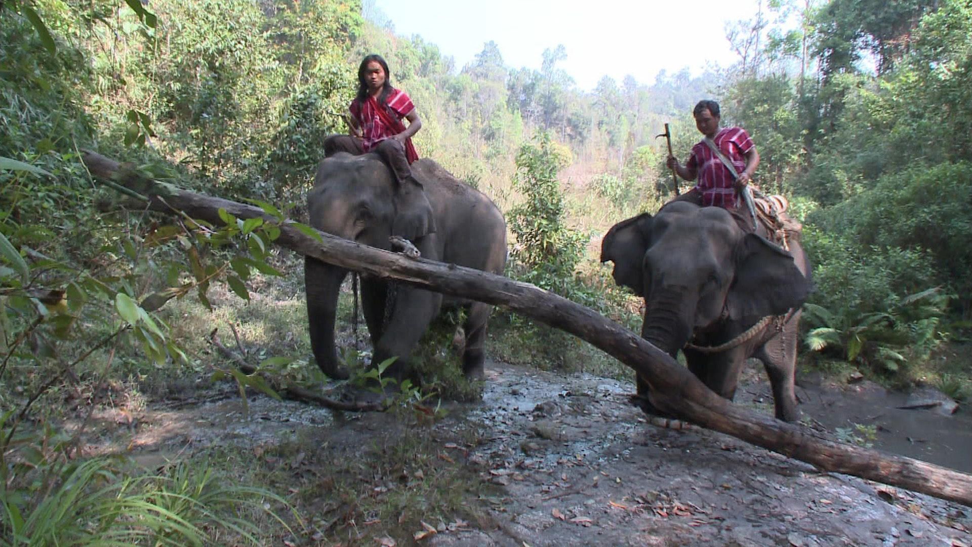Thailand - Ein Elefant auf großer Reise