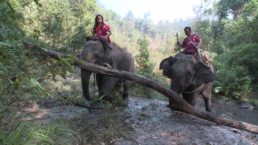 Rund um den Globus Rund um den Globus - Staffel 4 Folge 2: Thailand - Ein Elefant auf großer Reise