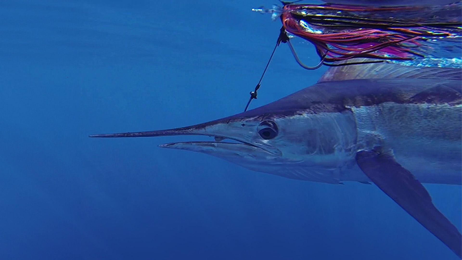Fiesta del Carmen - Marline auf den Kanaren