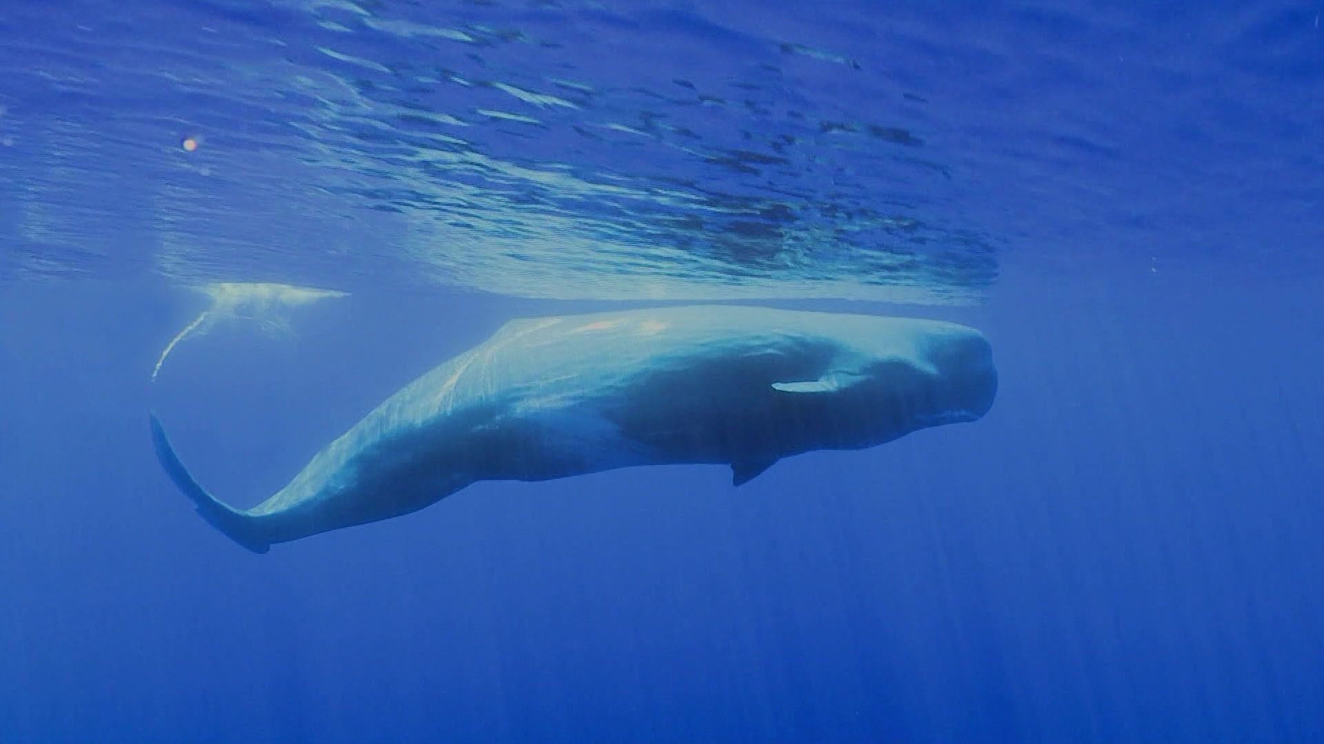 Azoren, das Geschäft mit den Walen