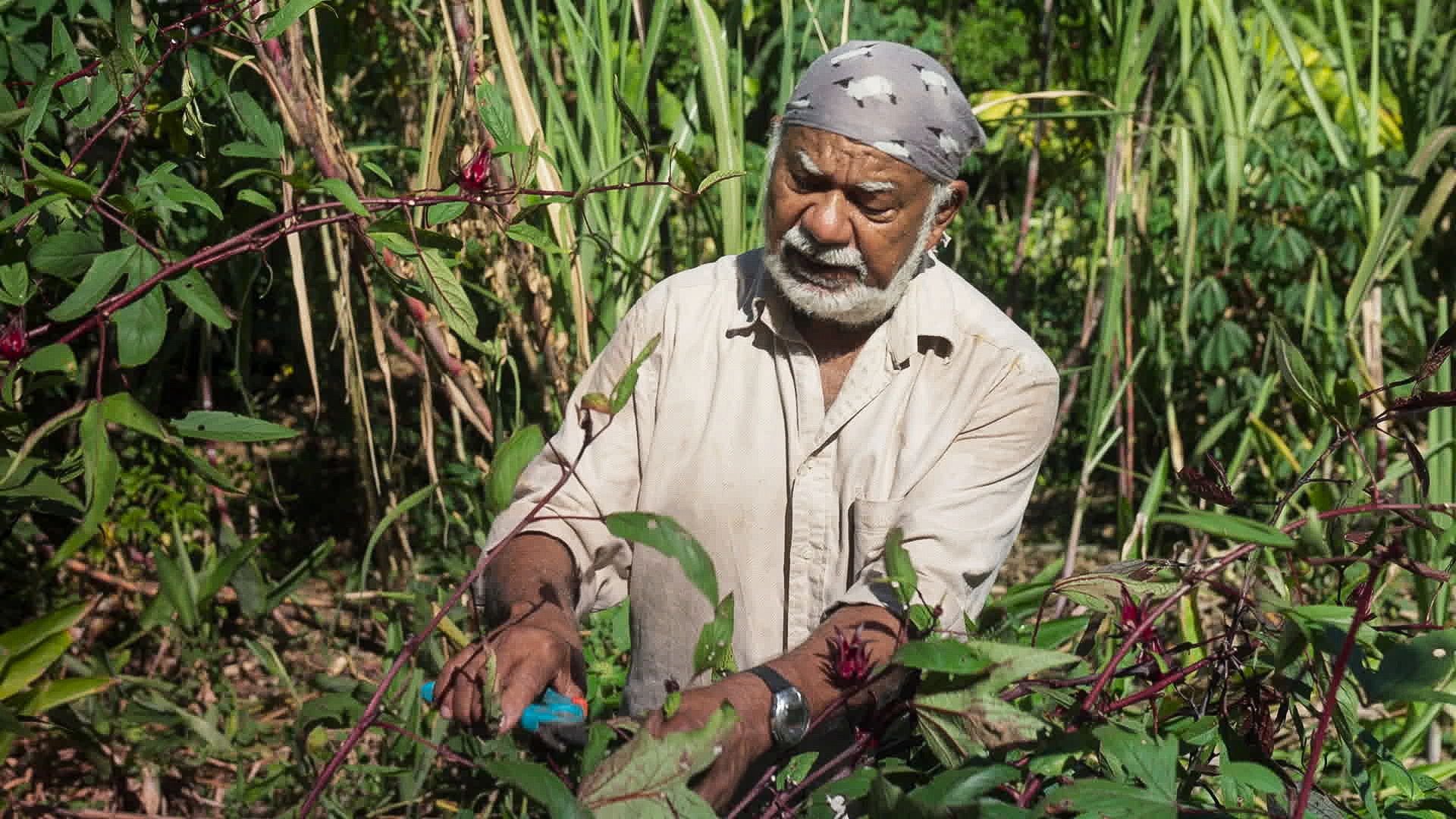 La Réunion - Die Wiederbelebung der kreolischen Gärten