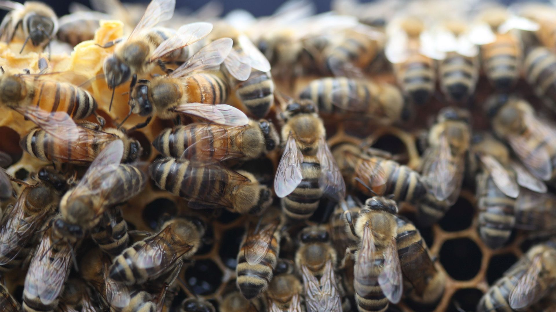 Die Honigsammler von Yunnan