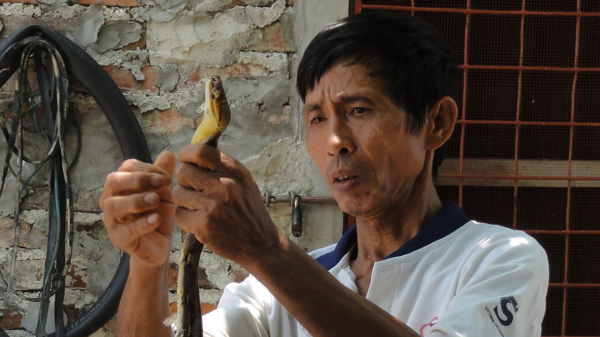 Vietnam, Kobra auf dem Teller