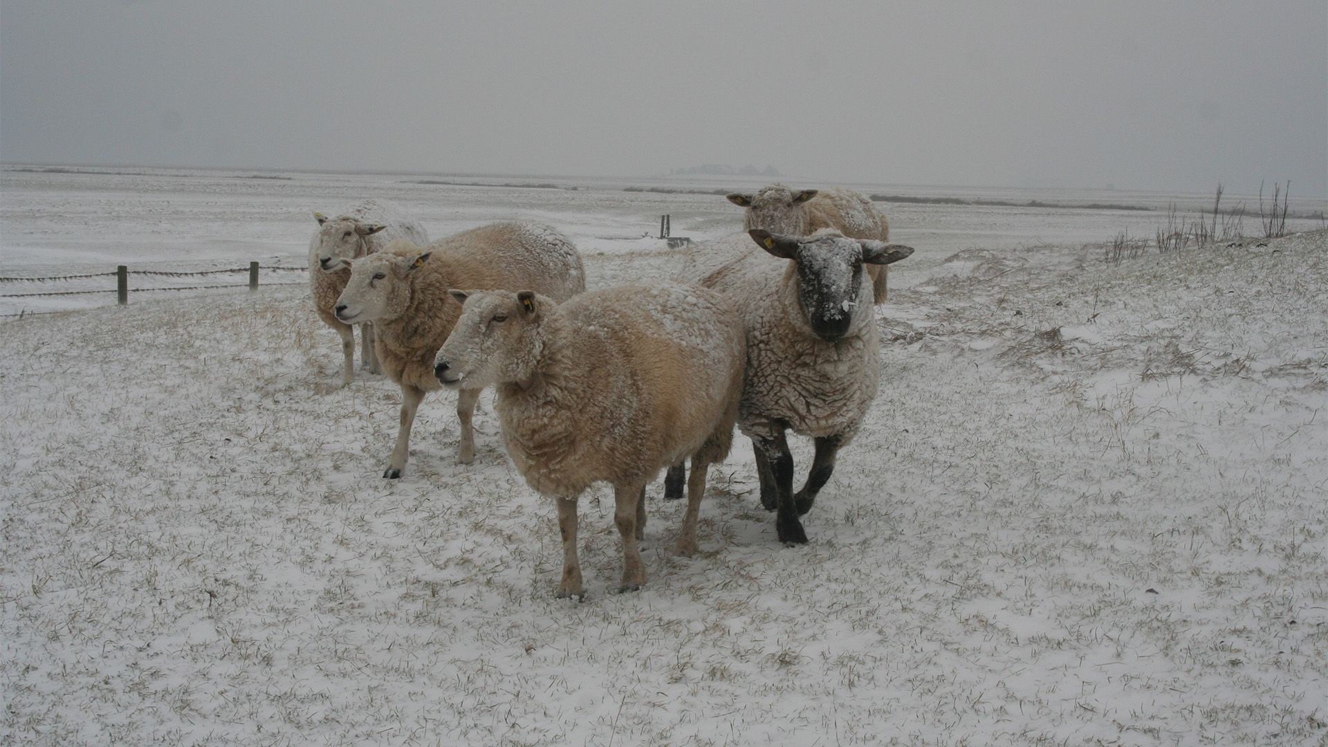 Die Halligen mitten im Winter, mitten im Wasser