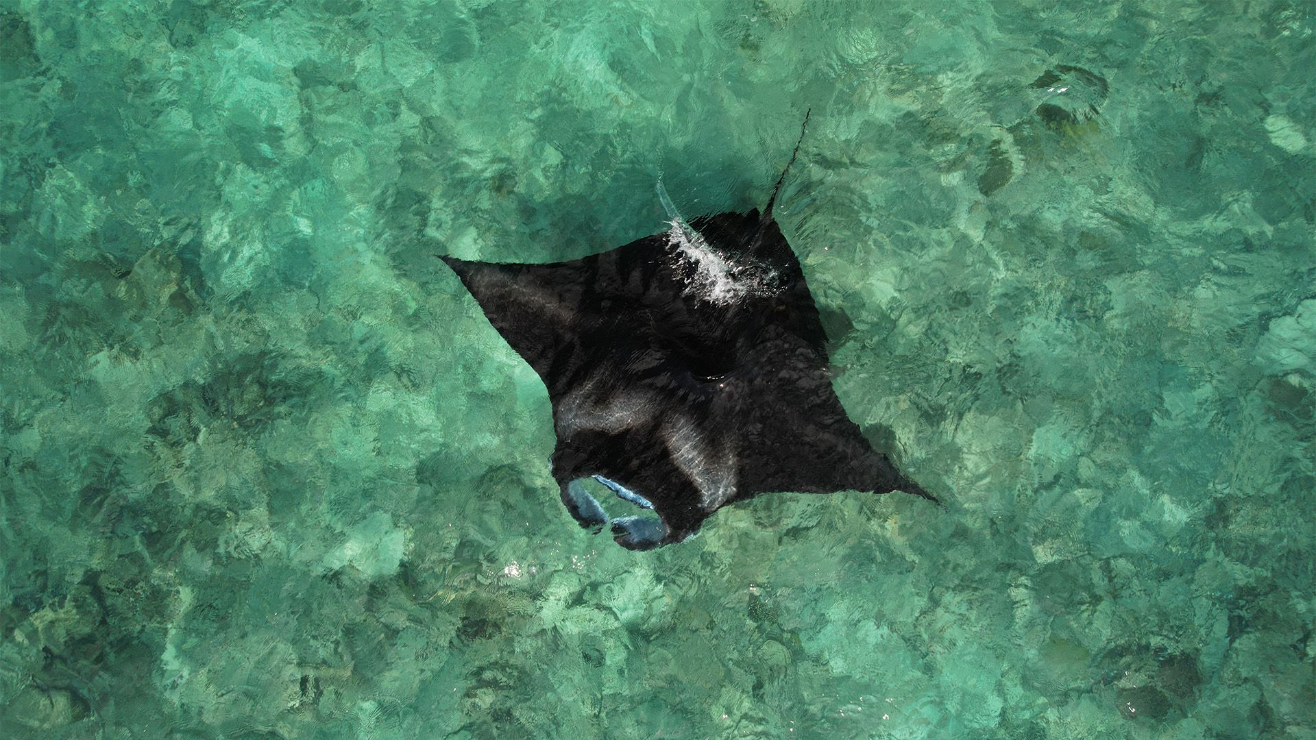 Malediven - Im Rhythmus der Riffmantas