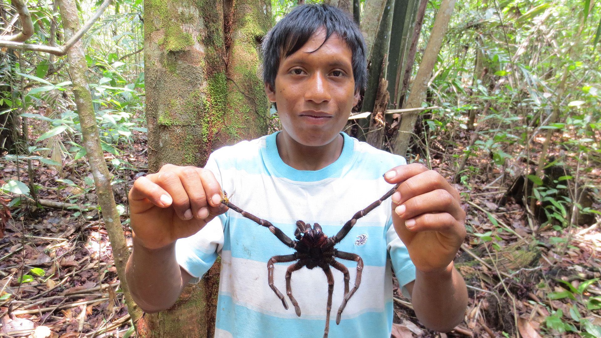 Die Spinnenjäger von Venezuela