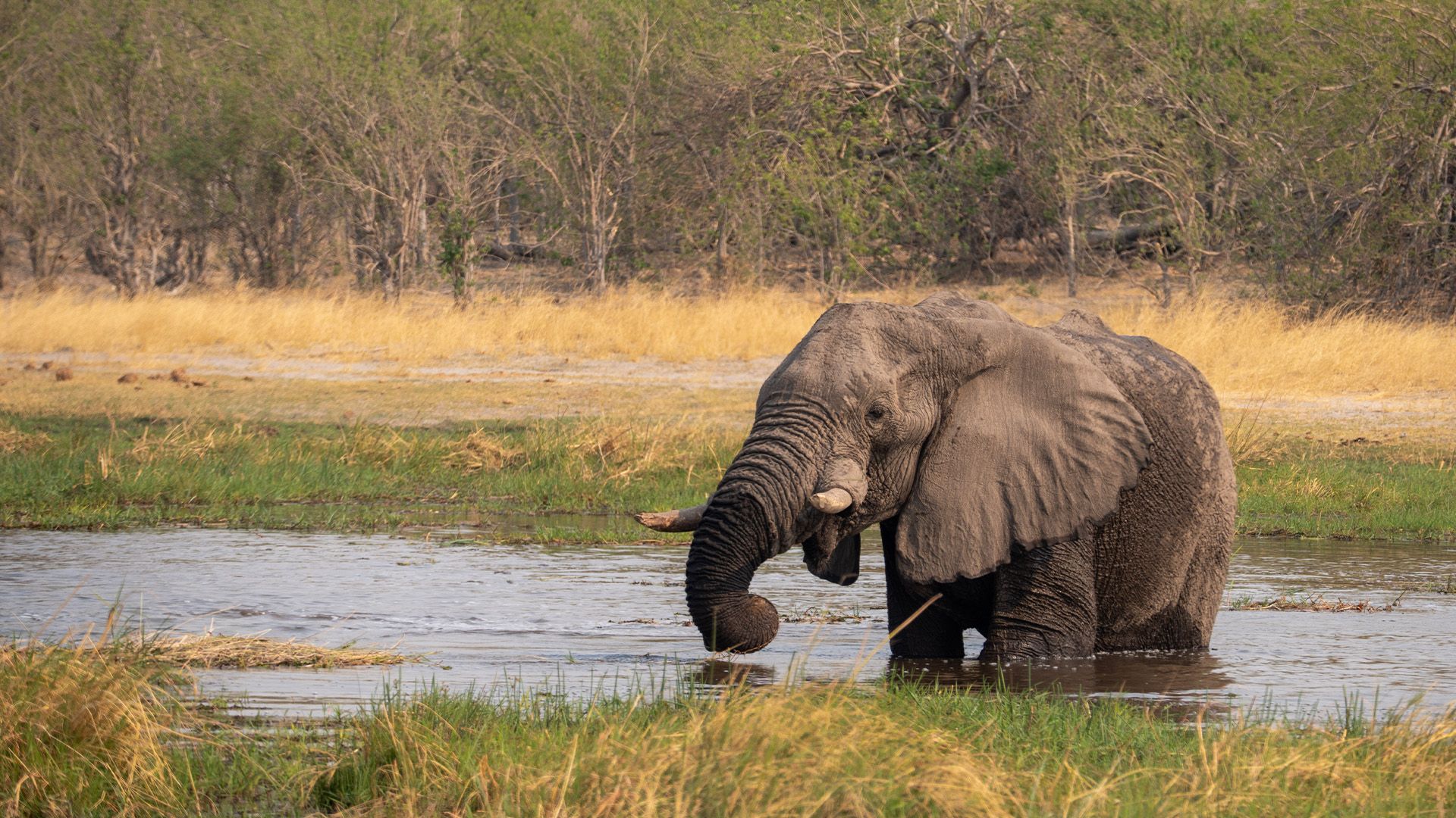 Game Drive in der Khwai Concession