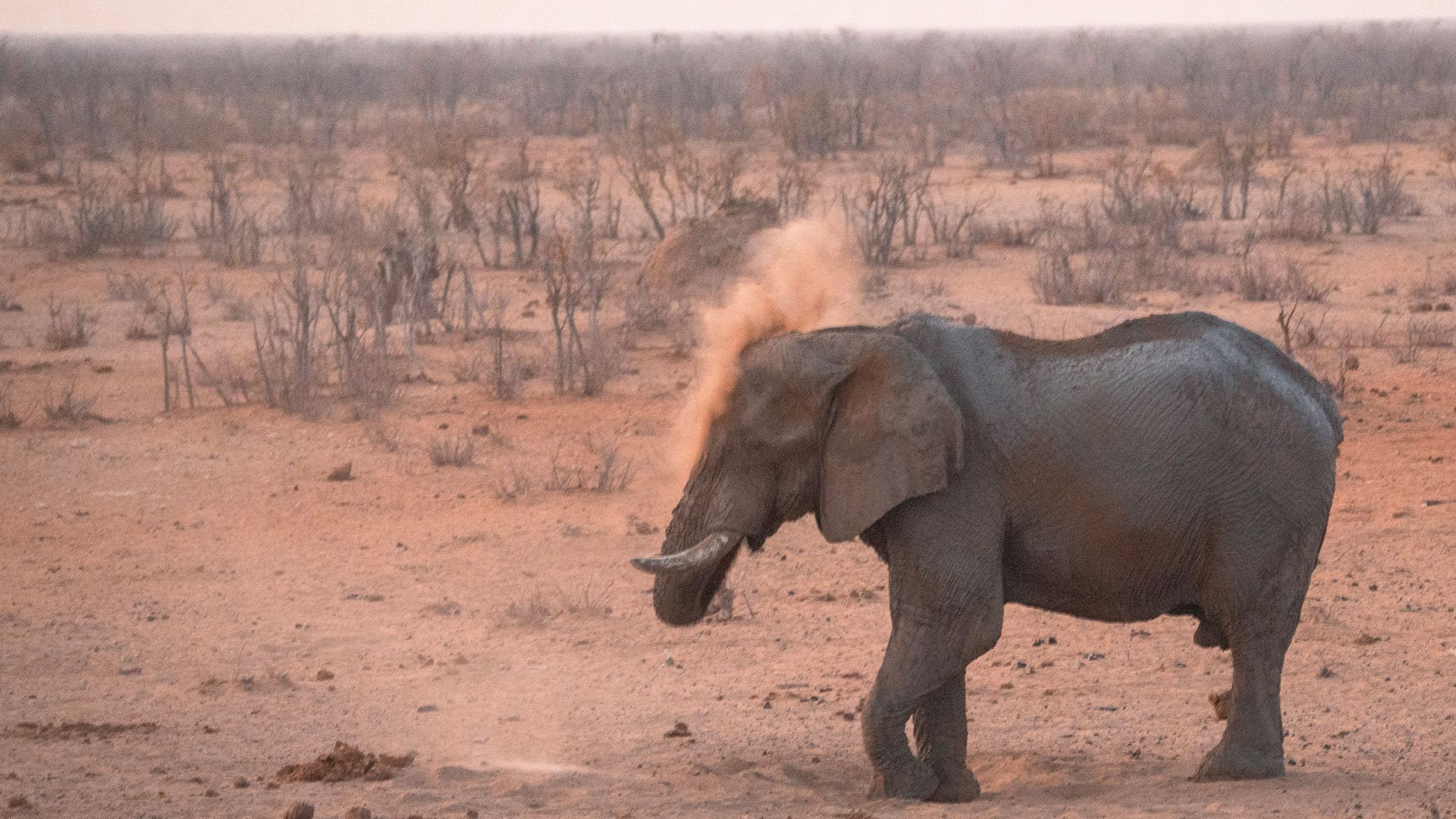 Erste Tierbegegnungen im Etosha Nationalpark