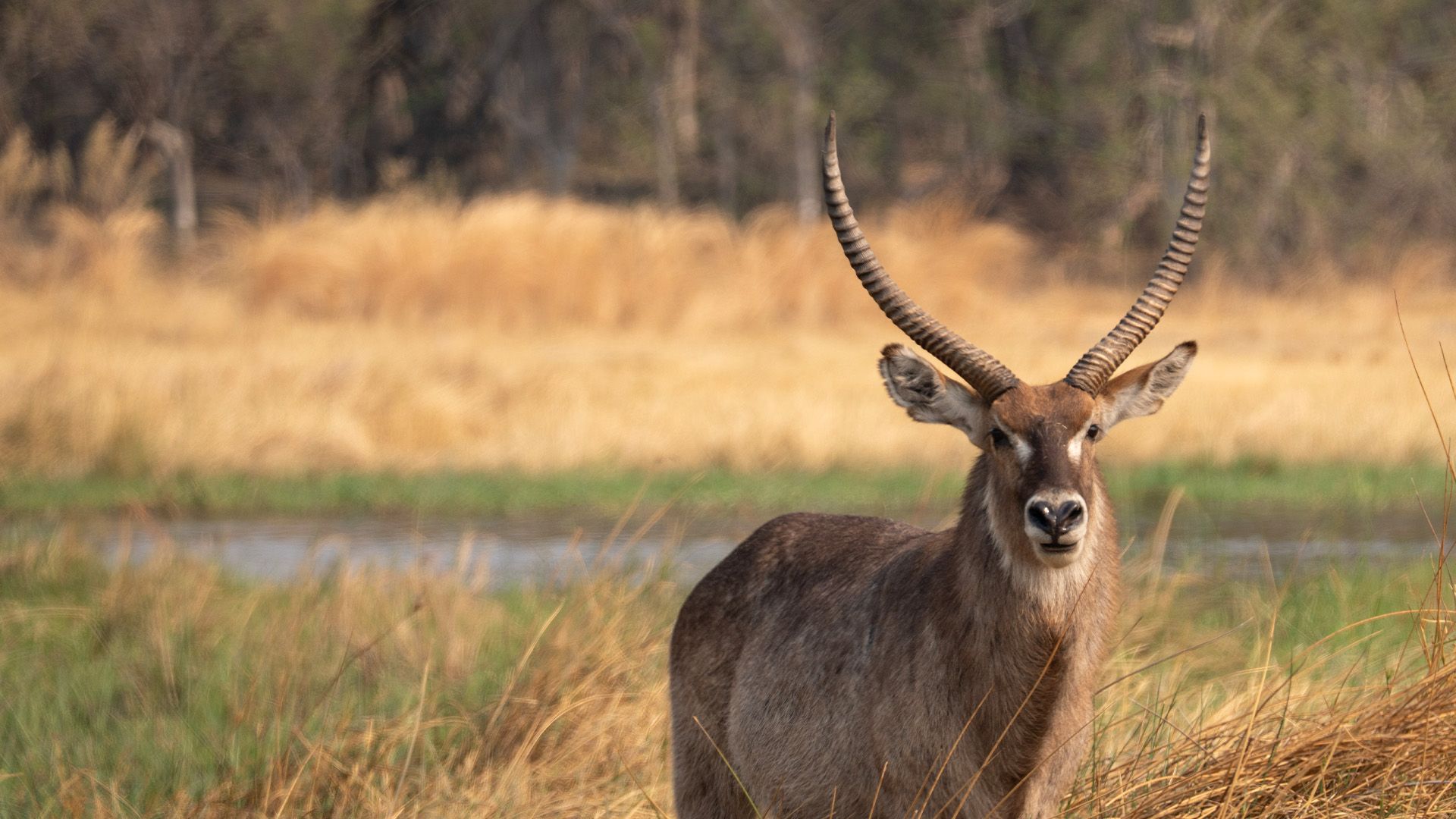 Quer durch den Moremi Naionalpark