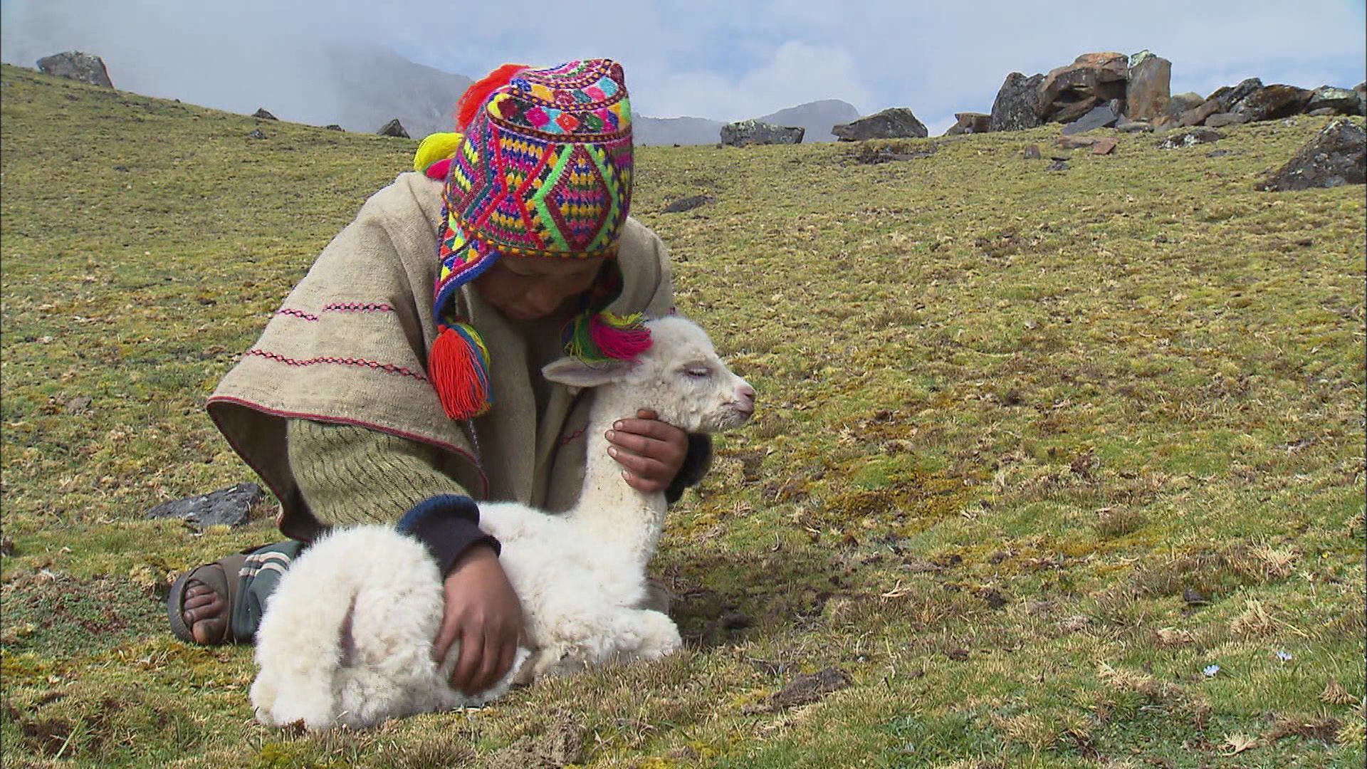 Peru, Ein Alpaka für Christobal