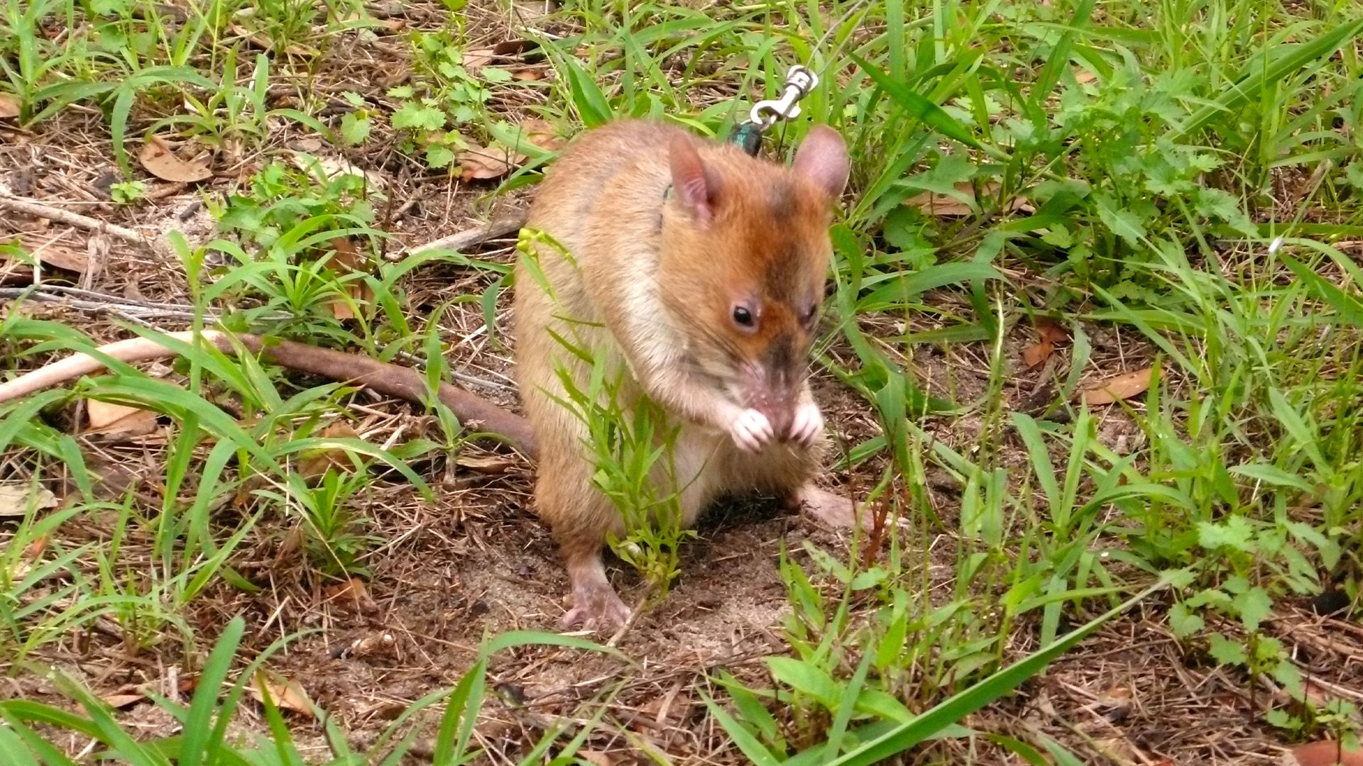 Die Minenratten von Tansania