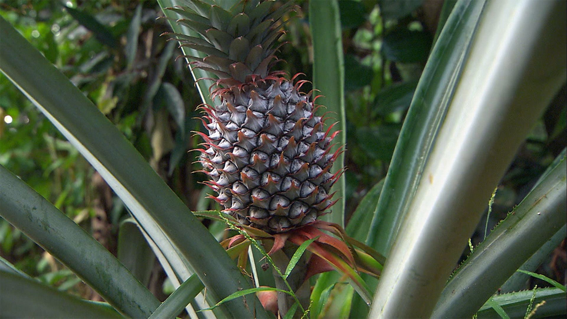 Exotischer Hochgenuss: Ananas & Co.