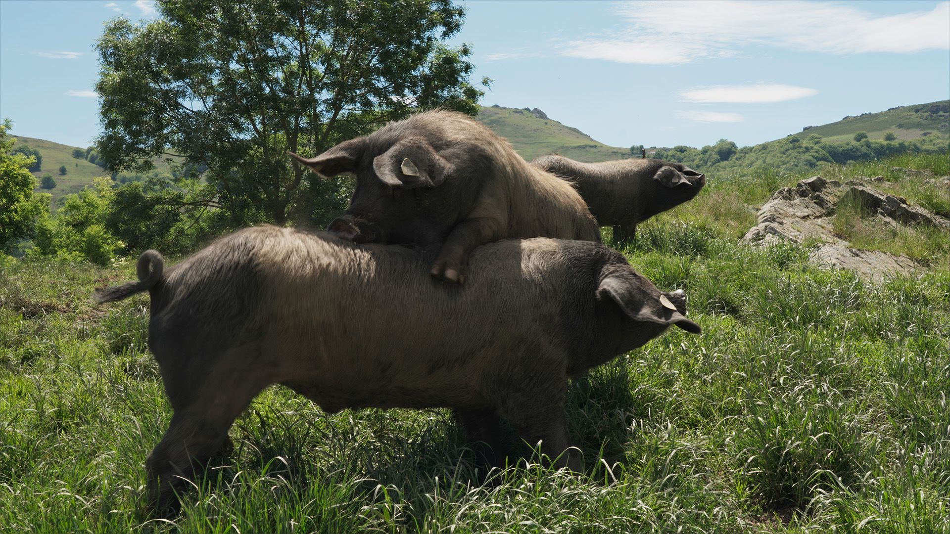 Kintoa, ein Schwein wie kein anderes