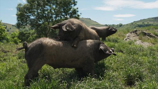 Planet Weltweit Planet Weltweit - Staffel 26 Folge 1: Kintoa, ein Schwein wie kein anderes