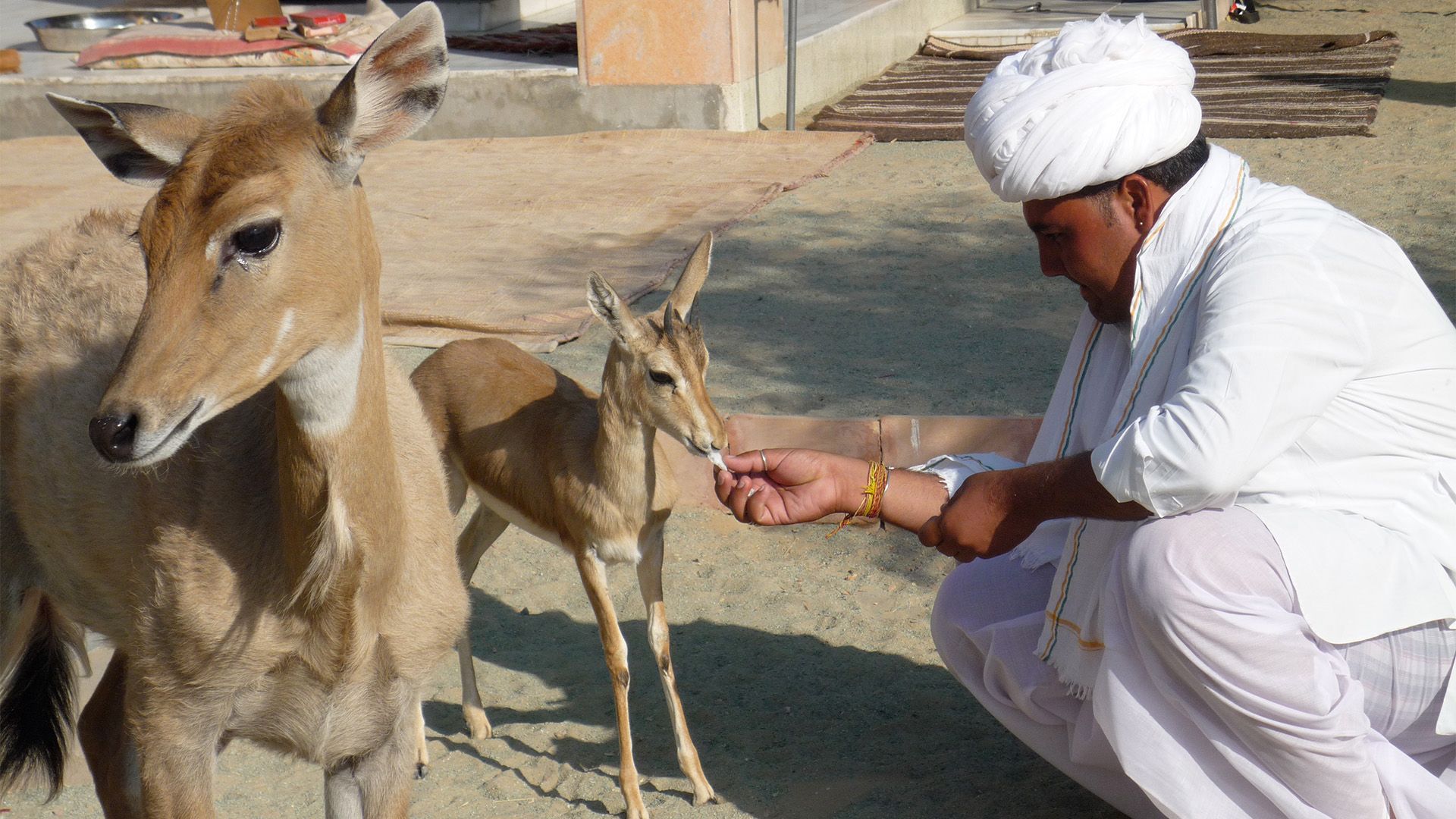 Bishnoi, Tierliebe bis in den Tod