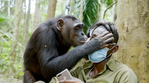 Schimpansen im Kongo mit Jane Goodall Schimpansen im Kongo mit Jane Goodall - Staffel 2 Folge 4: Kefans Erfolgsrezept