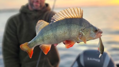 Perch Cup 2022 Perch Cup 2022 - Staffel 1 Folge 4: Folge 4