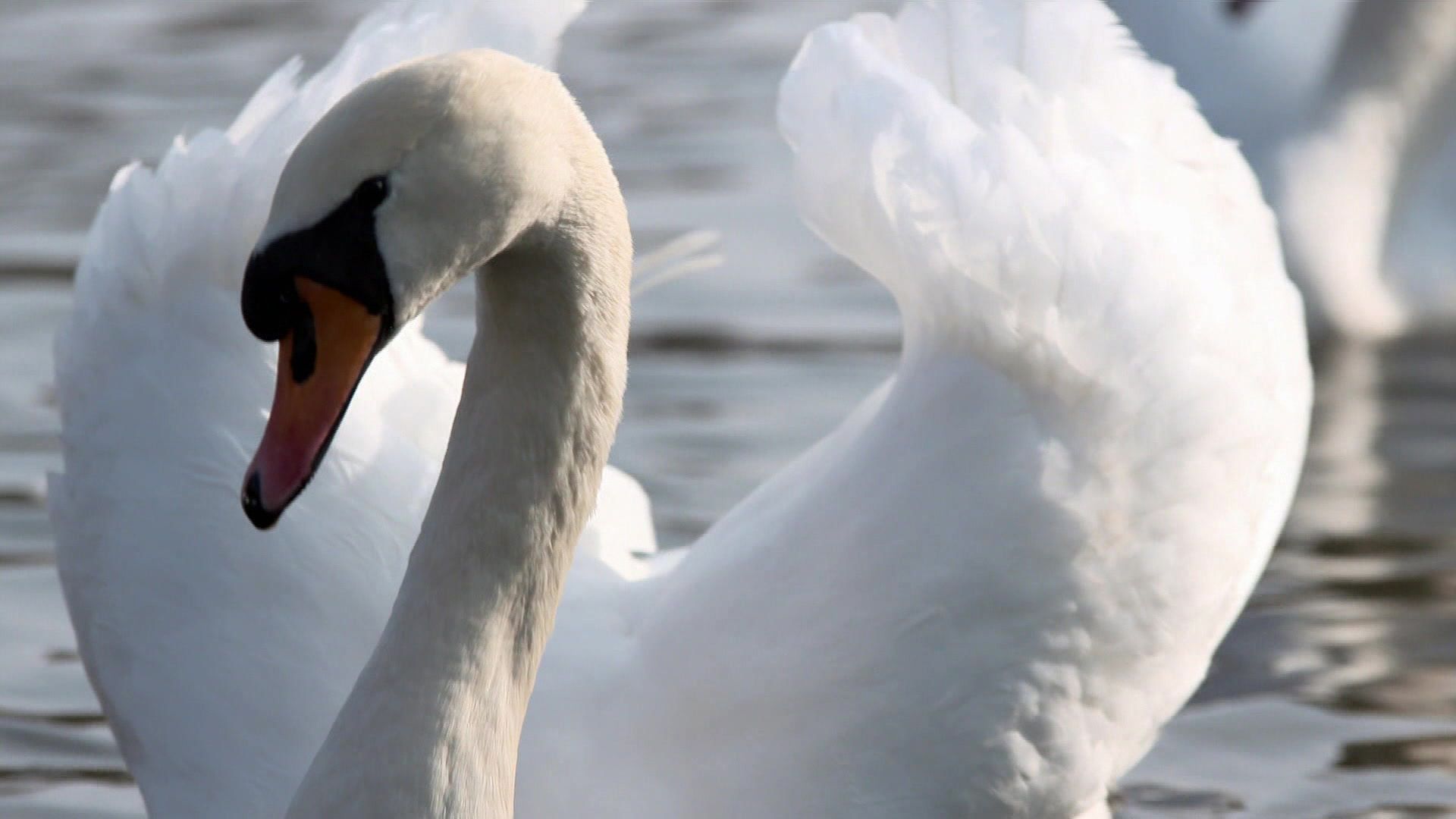 Hamburg, die Stadt der Schwäne