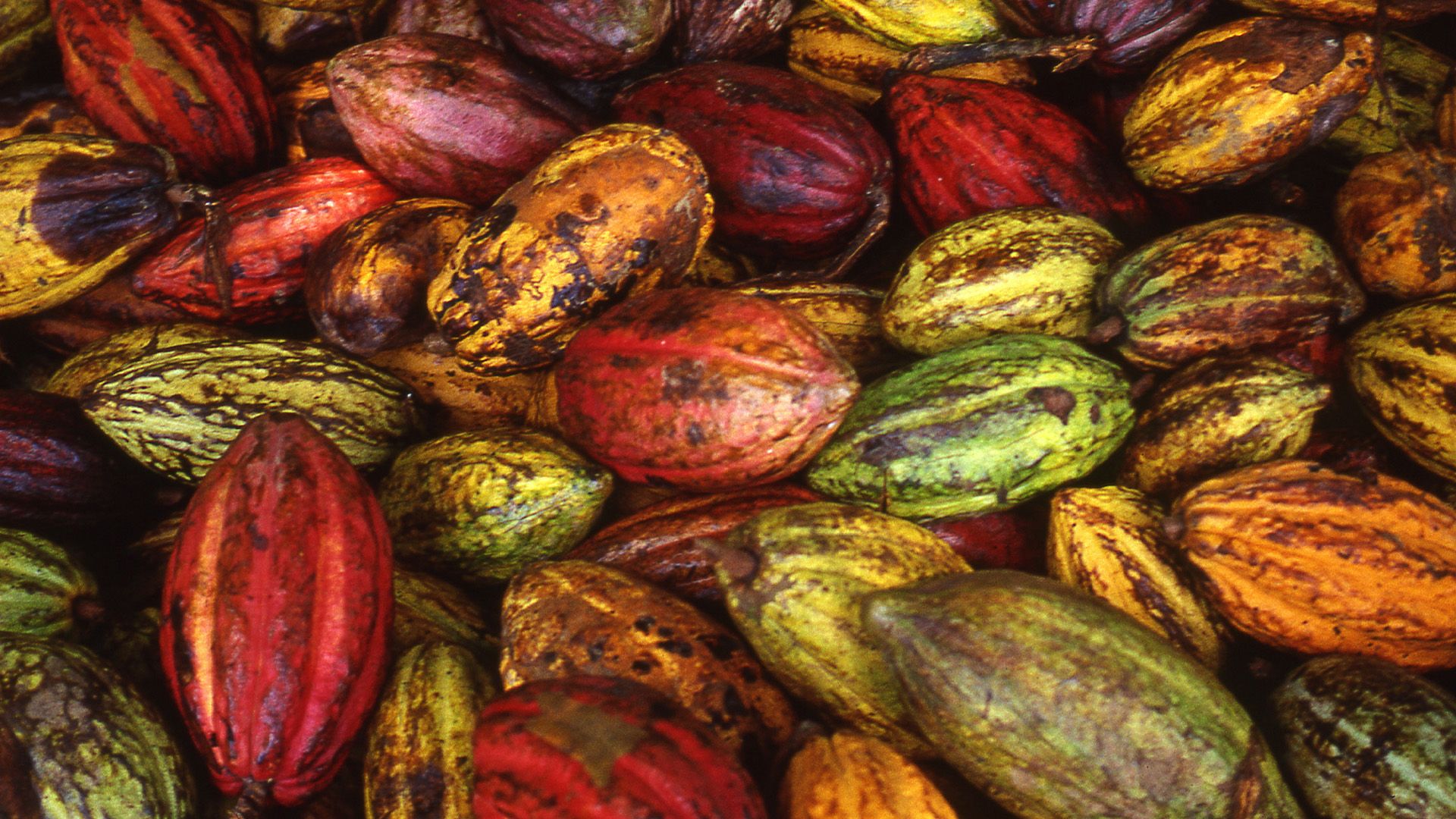 Ein Traum von Schokolade